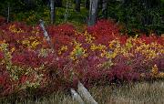 Lewis River Meadows 7558
